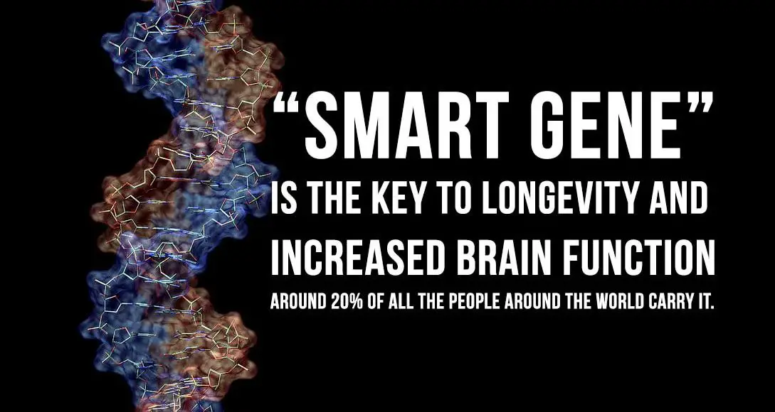 Having the “Smart Gene” is Related to Longevity and Increased Brain Function