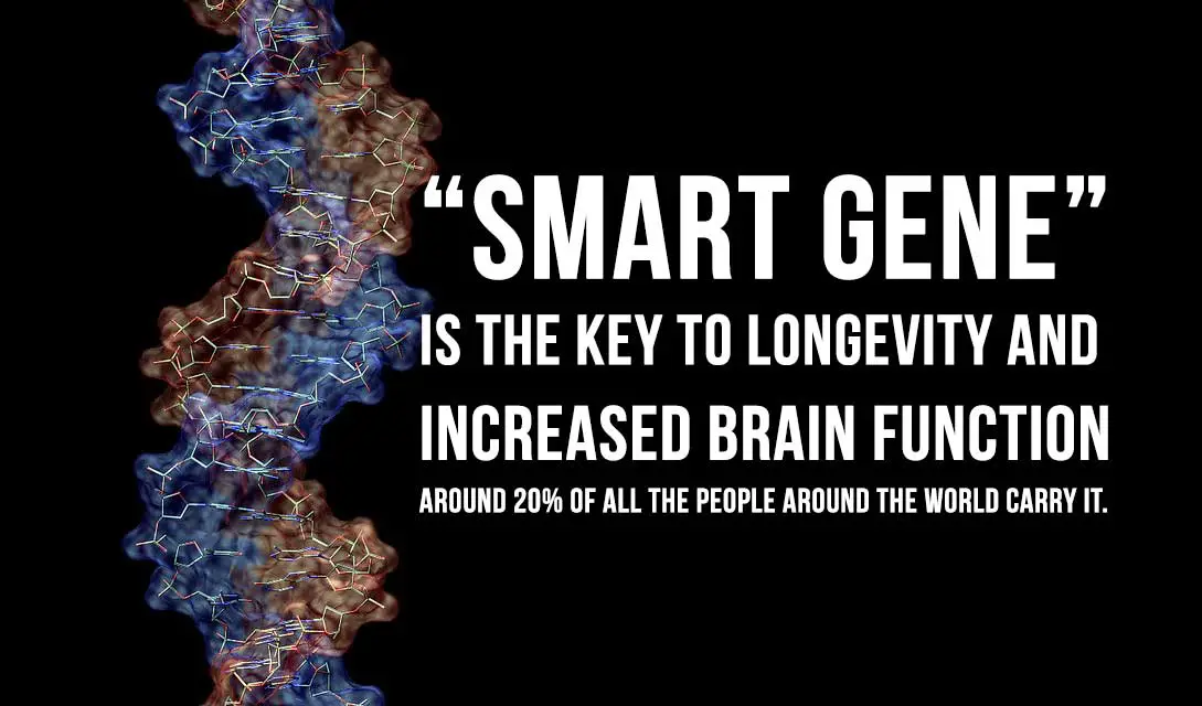 Having the “Smart Gene” is Related to Longevity and Increased Brain Function
