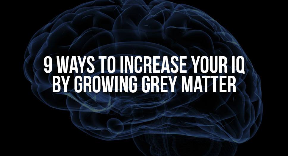 gray matter in the brain