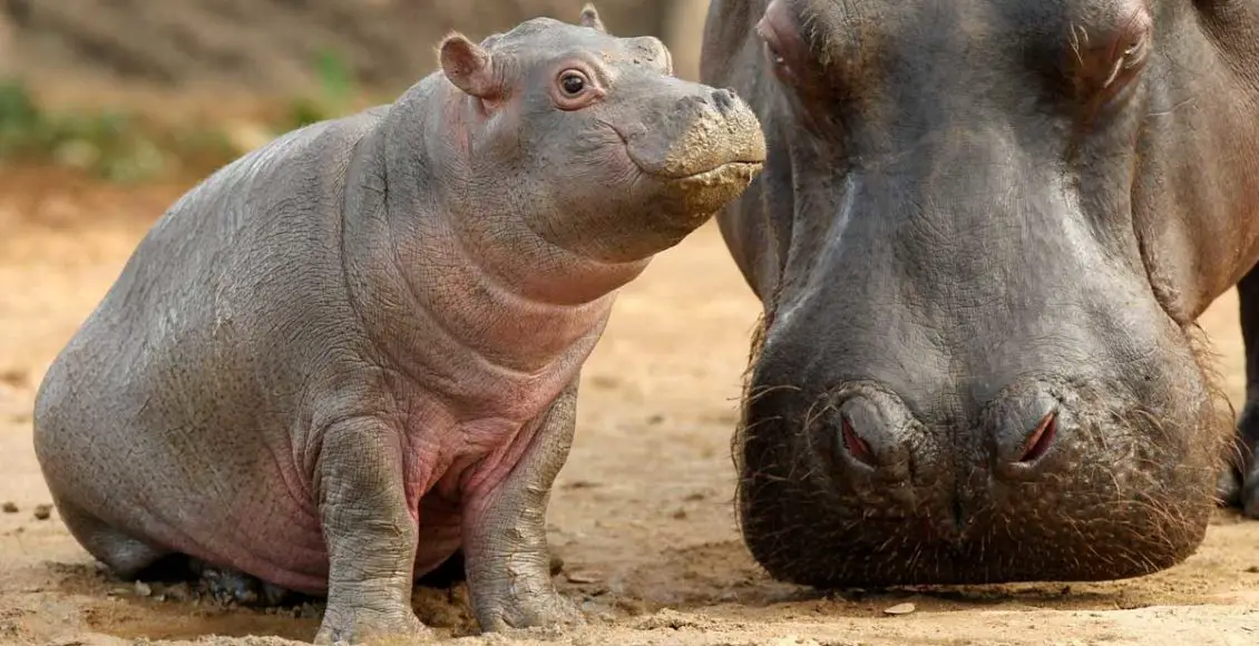 baby hippo learns to swim