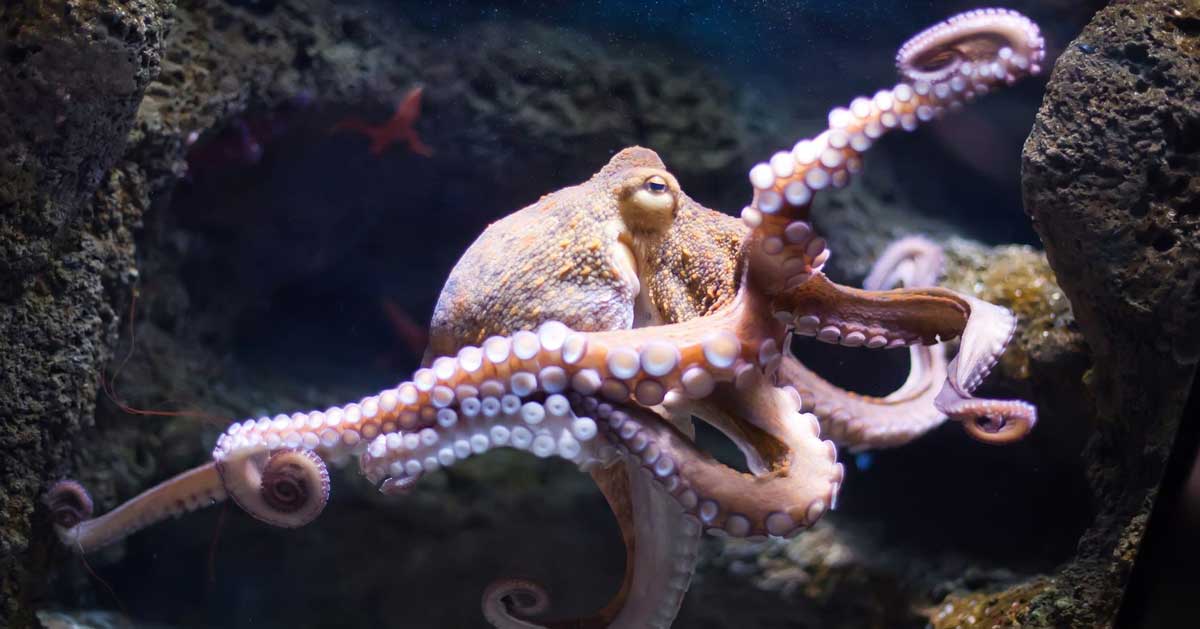 Octopuses are “Basically Aliens”
