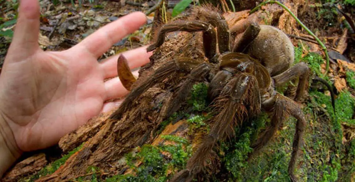 Nightmare Fuel: Photographer Encounters the Biggest Spider in the World