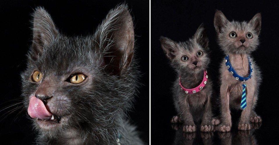 Just in Time for Halloween: Werewolf Cats