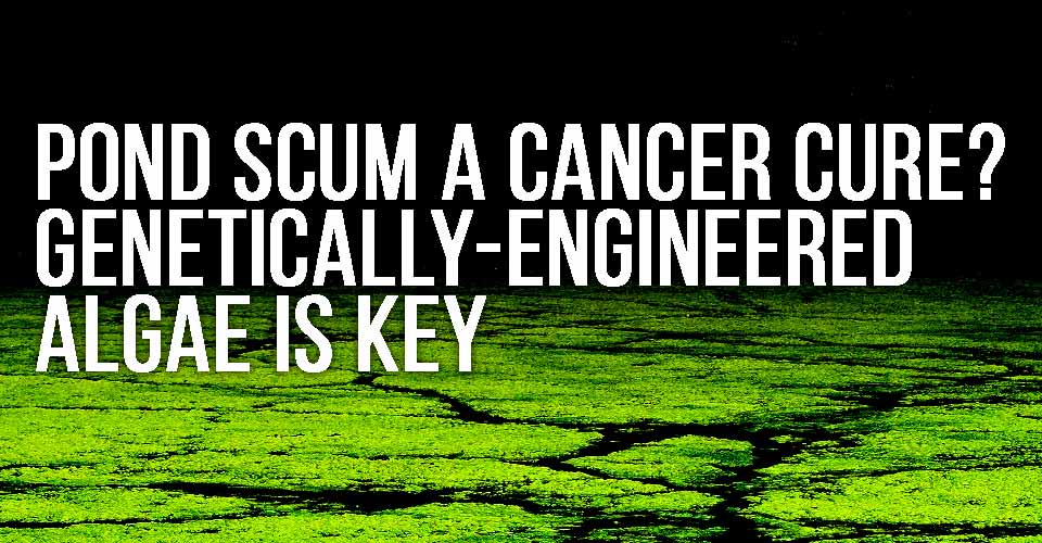 Pond Scum a Cancer Cure? Genetically-Engineered Algae is Key