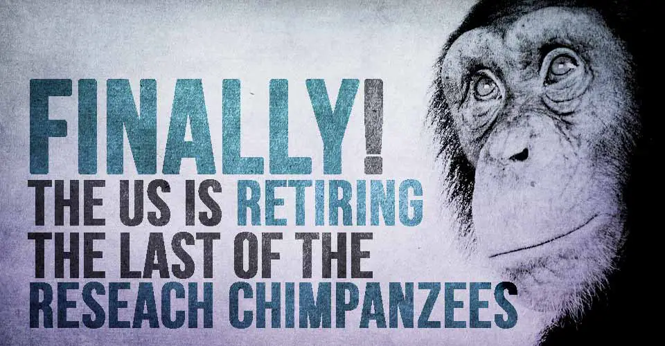 FINALLY, The US is Retiring the Last of the Reseach Chimpanzees