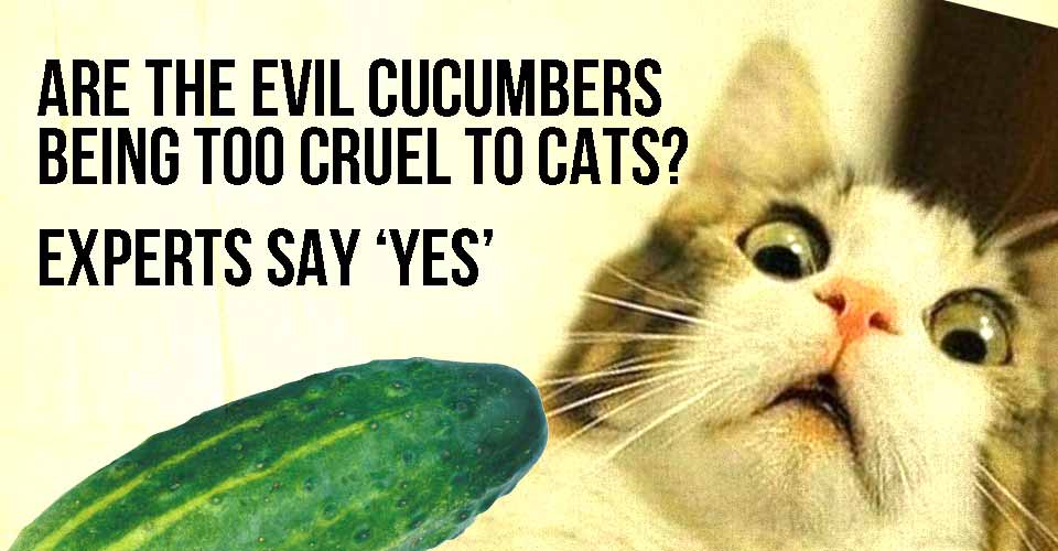 Are The Evil Cucumbers Being Too Cruel To Cats?