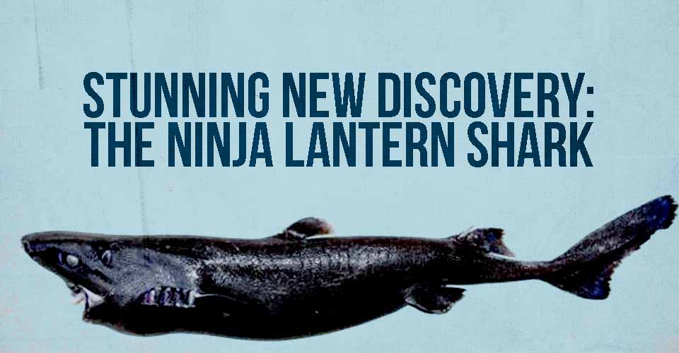 Stunning New Discovery: The Ninja Lantern Shark