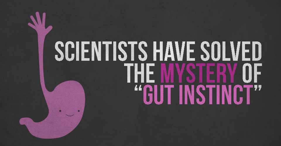 Scientists Have Solved the Mystery of "Gut Instinct"