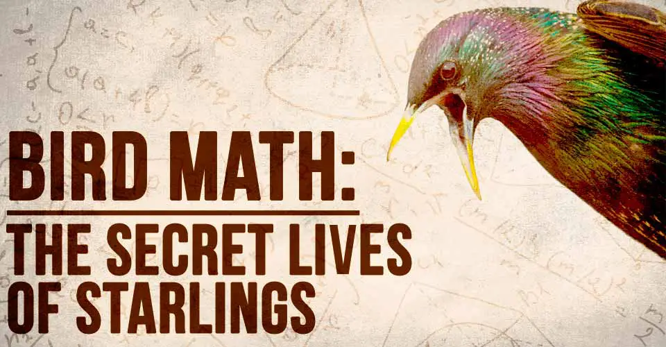Bird Math: The Secret Lives of Starlings