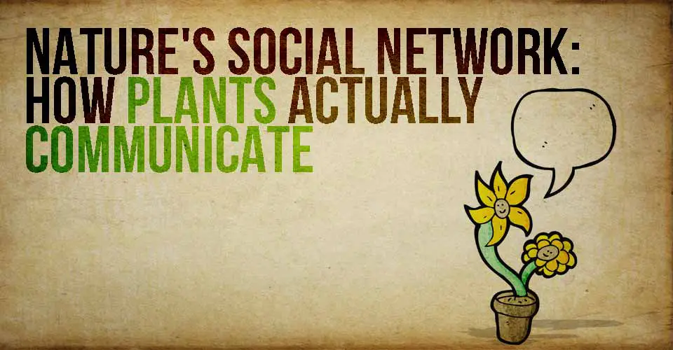 Nature's Social Network: How Plants Actually Communicate