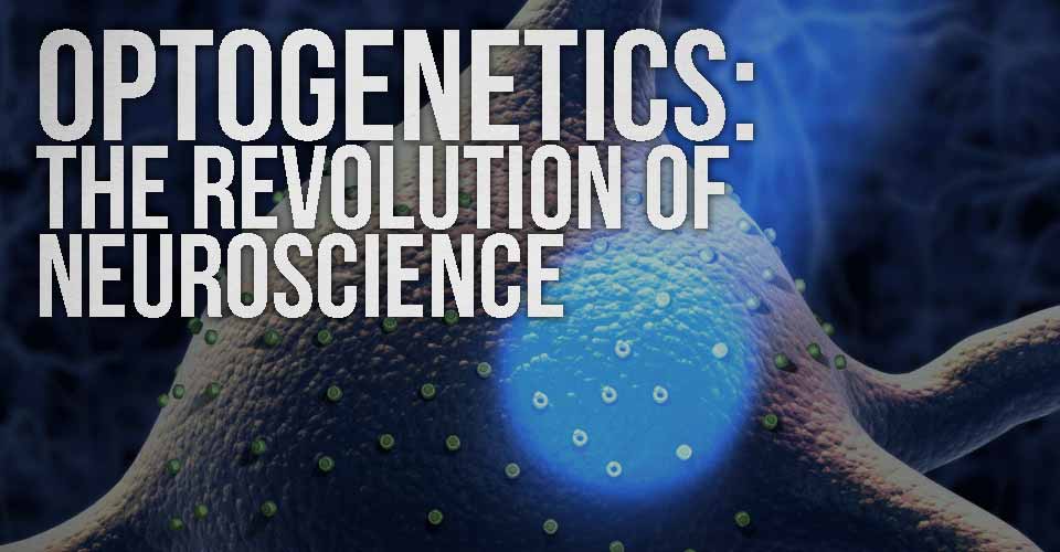 Optogenetics: The Revolution of Neuroscience