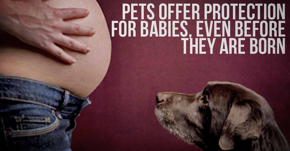 Pets Offer Protection for Babies, Even Before they are Born