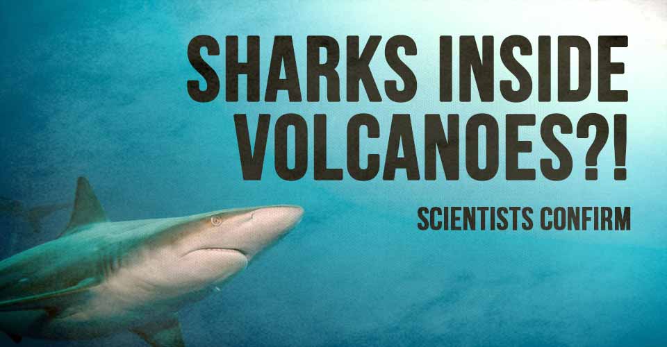 Sharks Inside Volcanoes?! Scientists Confirm
