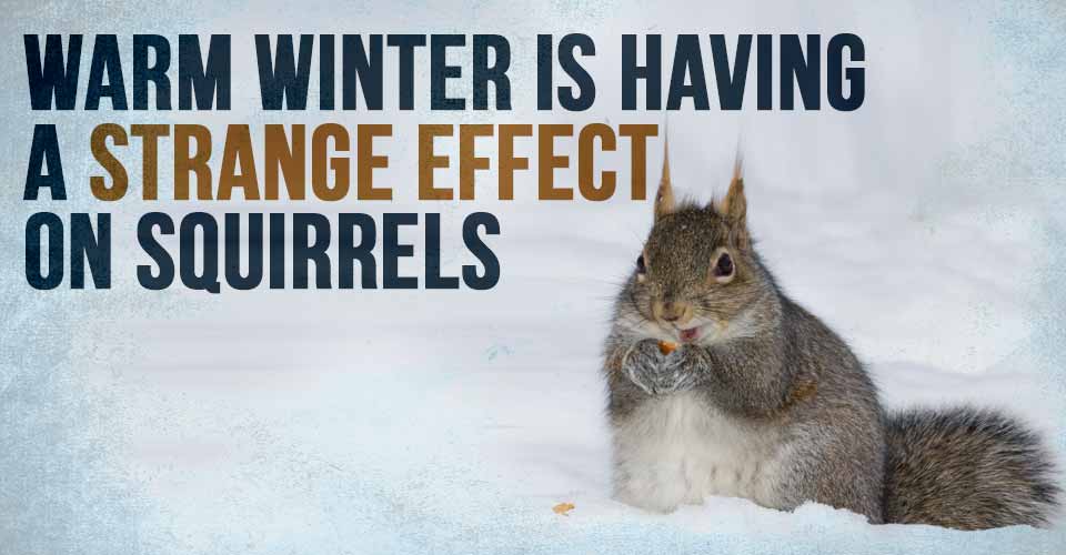 Warm Winter is Having a Strange Effect on Squirrels