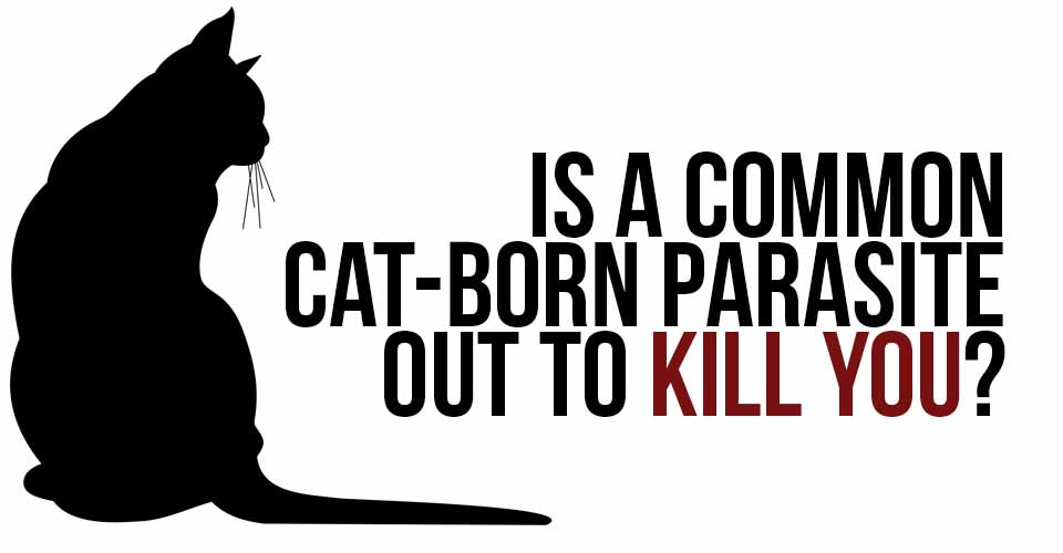 Is A Common Cat-Born Parasite Out To Kill You?
