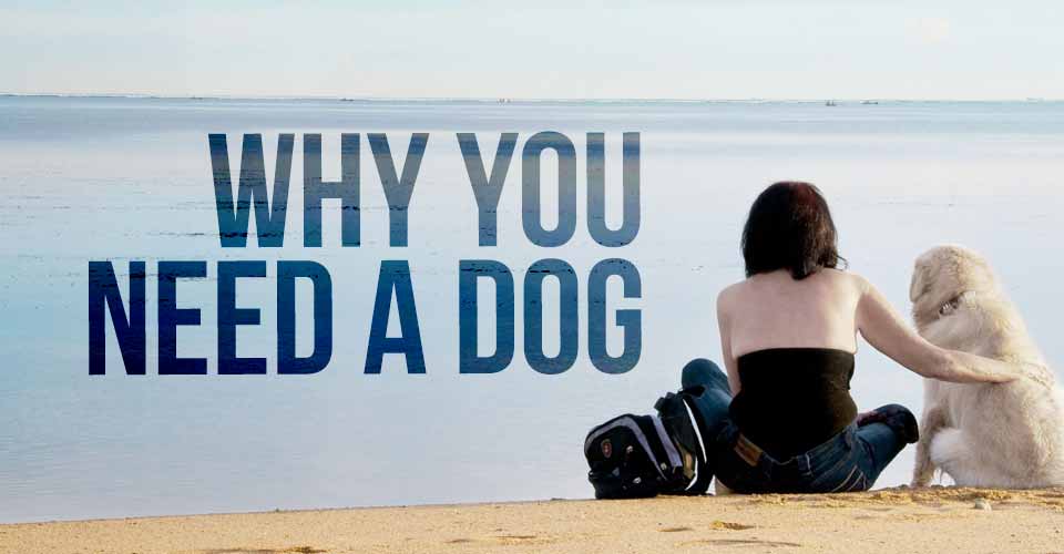 Why You Need a Dog