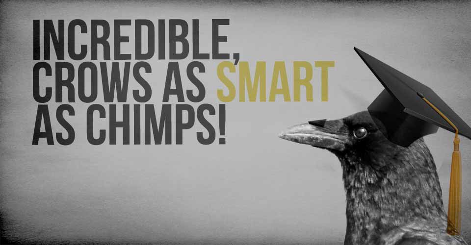 Incredible, Crows as Smart as Chimps!