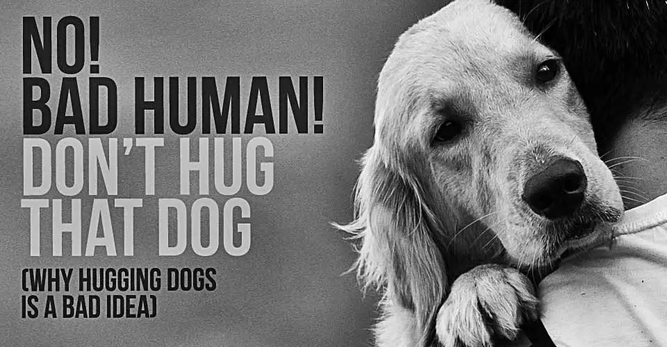 NO! Bad Human! Don't Hug That Dog!