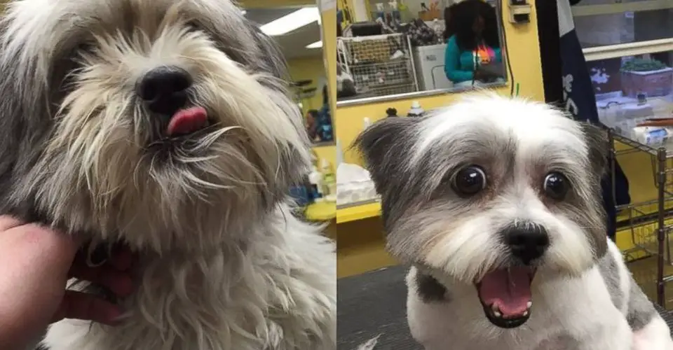 This Man Gives Shelter Puppies Makeovers For Free To Help Them Get Adopted