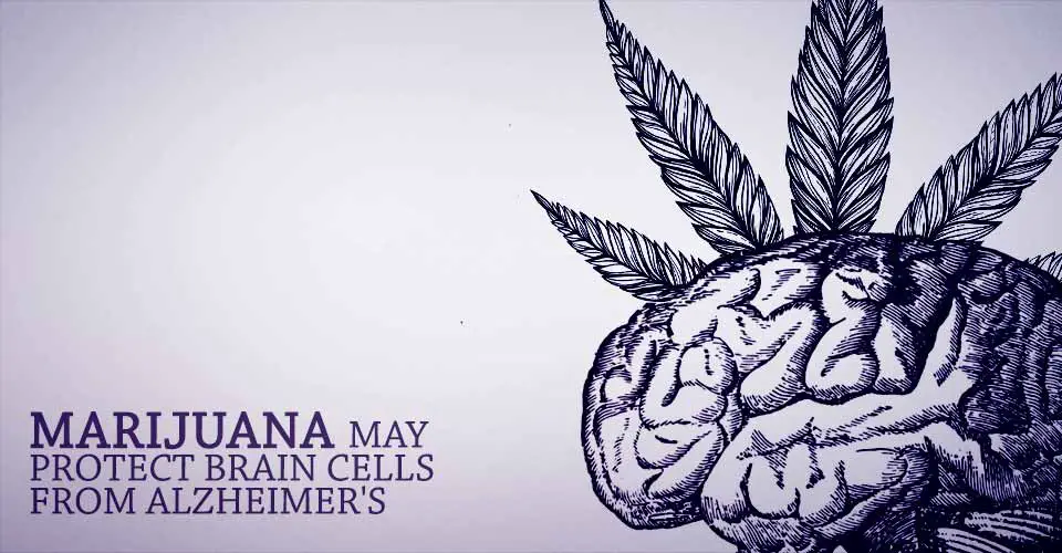 Marijuana May Protect Brain Cells from Alzheimer's