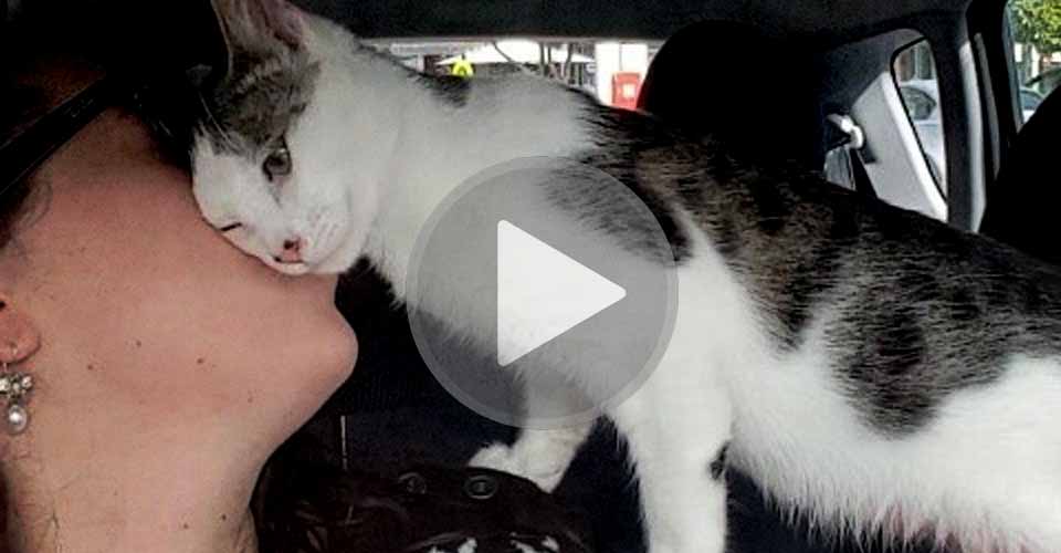 This Cat Won't Stop Thanking Its New Owner After Almost Being Put To Sleep