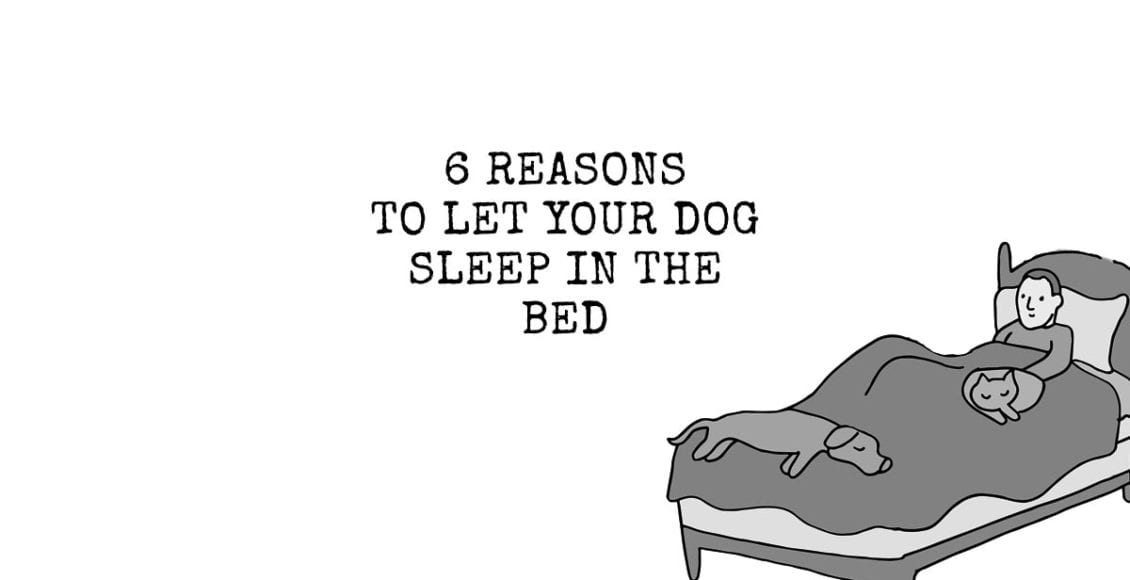 6 Reasons to Let Your Dog Sleep in the Bed