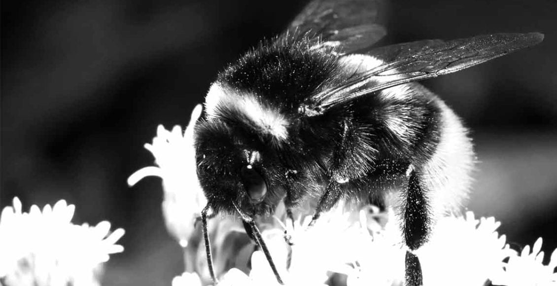 It's Official. Bumblebee Is Declared Endangered