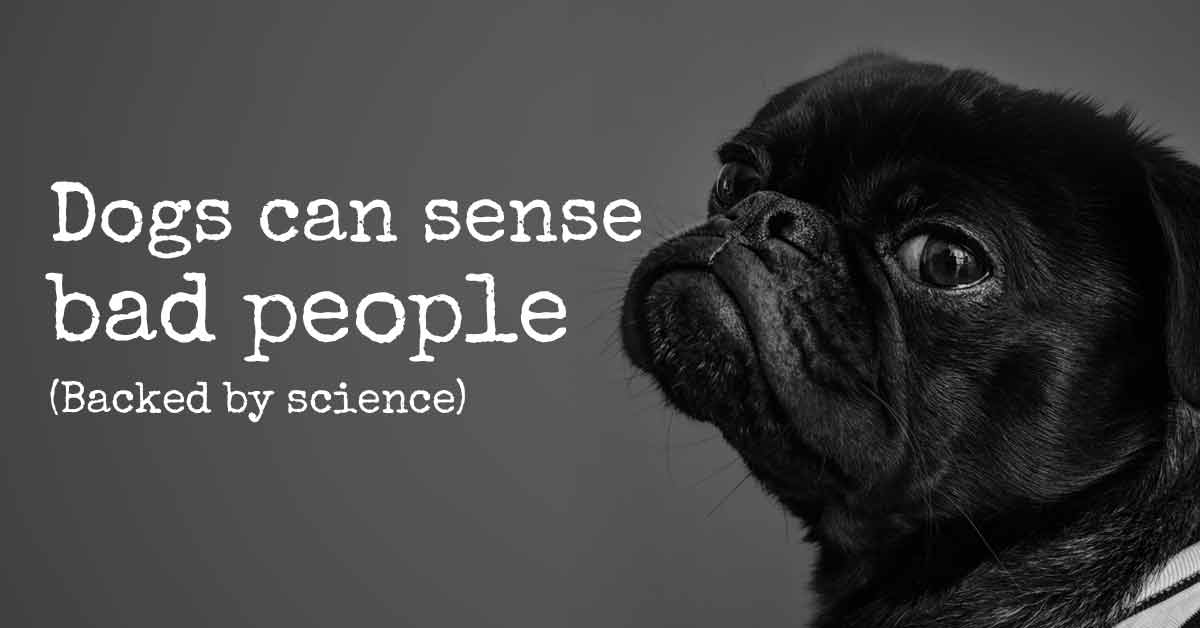 Dogs Can Really Reveal if a Person is Untrustworthy