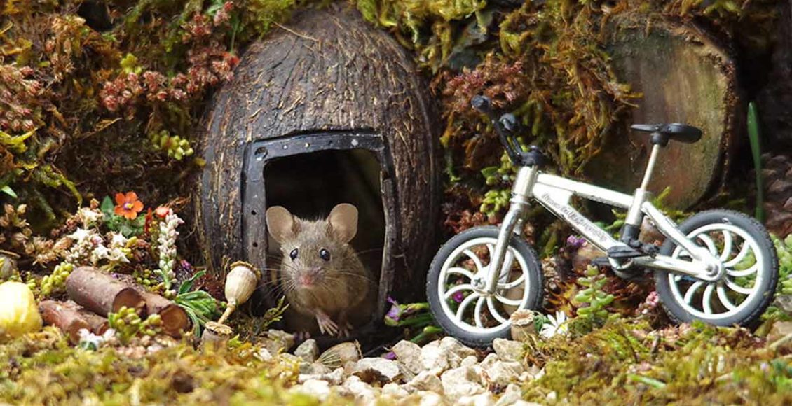 Photographer Finds Mice In His Yard, Builds Them A Tiny Village To Live In