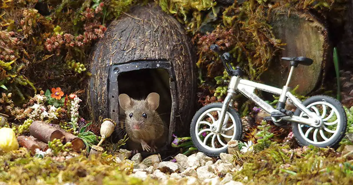 Photographer Finds Mice In His Yard, Builds Them A Tiny Village To Live In