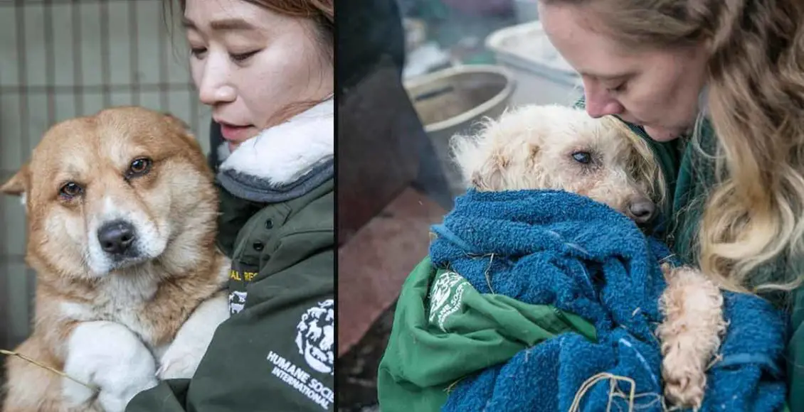 Dogs Raised For Food Are Successfully Rescued