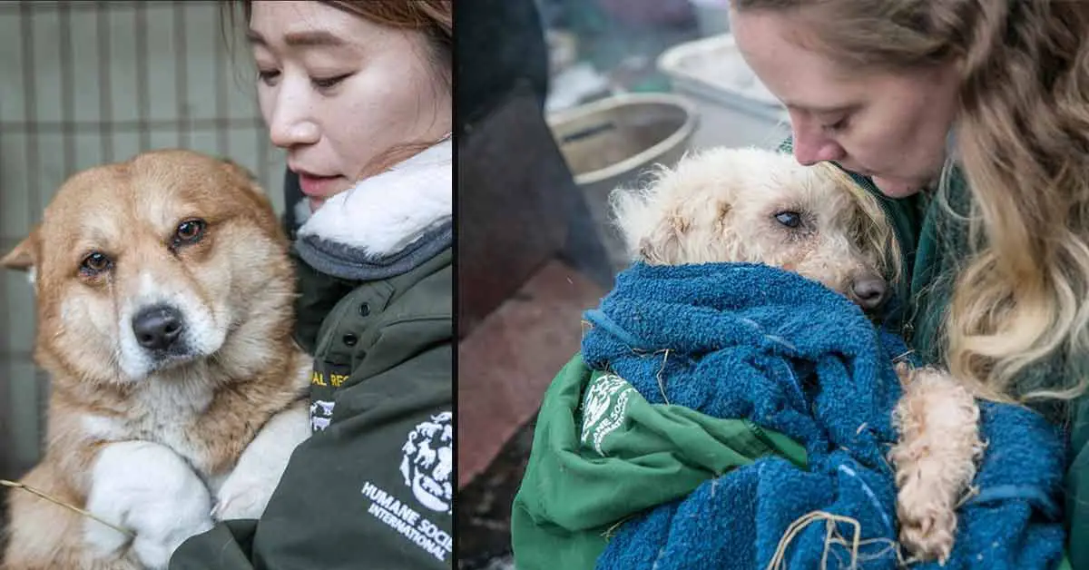 Dogs Raised For Food Are Successfully Rescued