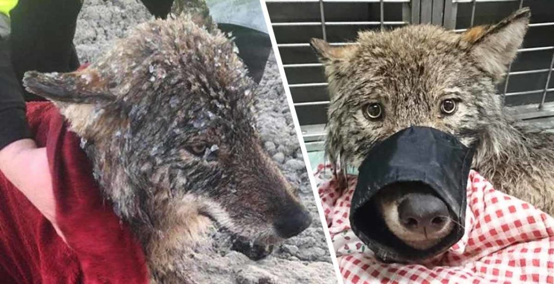 Estonian Workers Think They've Saved A Dog From A Freezing River. It Turns Out To Be A Wolf