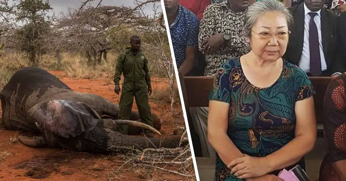 ‘Ivory Trade Queen’ Sentenced To 15 Years In Prison
