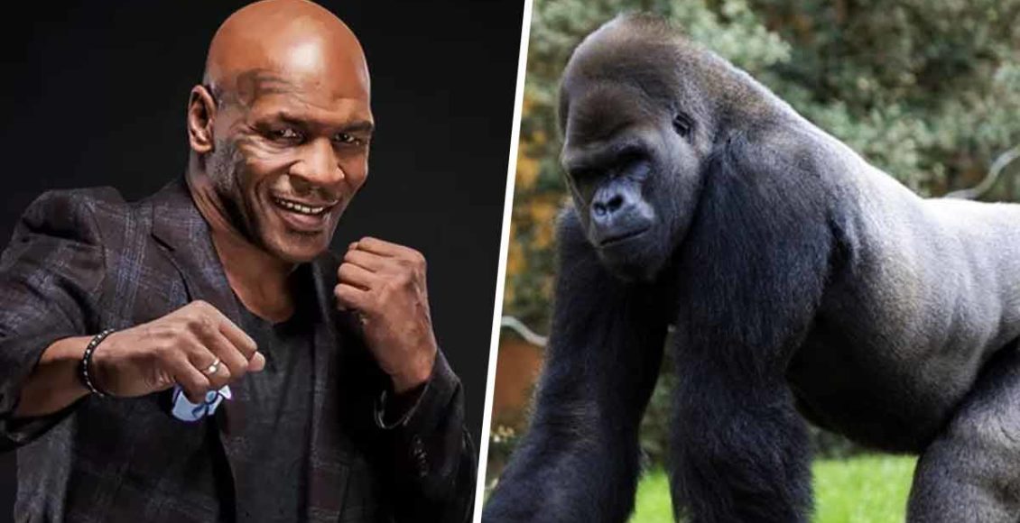 Mike Tyson Was Ready To Pay £9,000 To Fight With A Gorilla