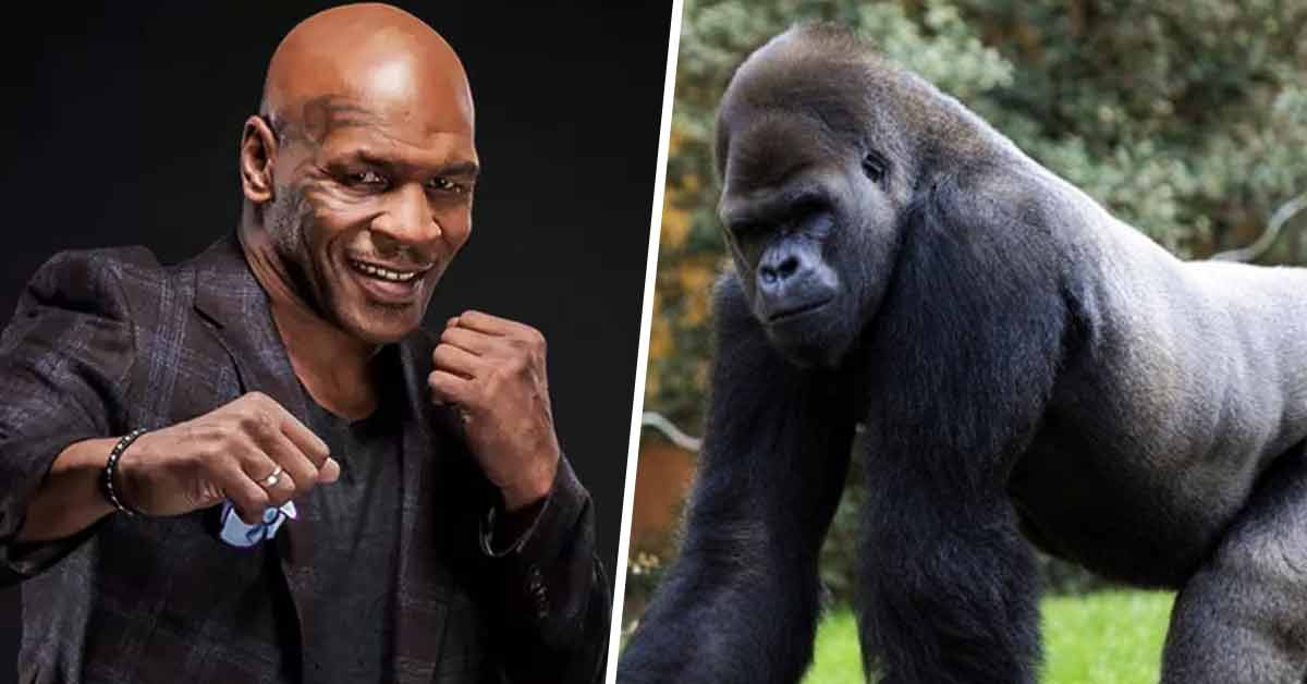 Mike Tyson Was Ready To Pay £9,000 To Fight With A Gorilla