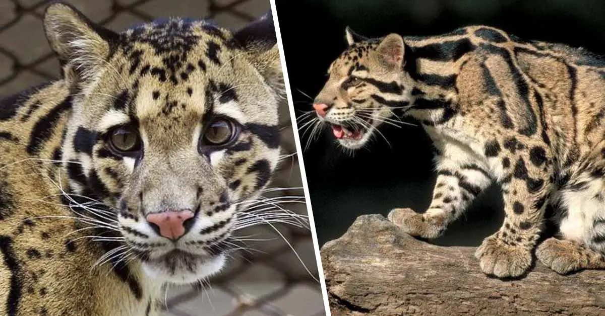 "Extinct" Leopard Makes a Comeback 40 Years Of It's Last Spotting