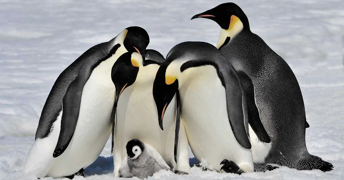 Second Largest Emperor Penguin Colony In Antarctica Is Gone For Good
