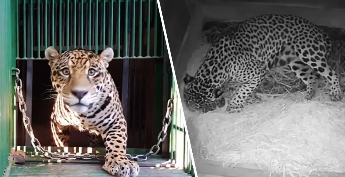 First-ever Jaguar Cub Born by Artificial Insemination Was Eaten By The Mother
