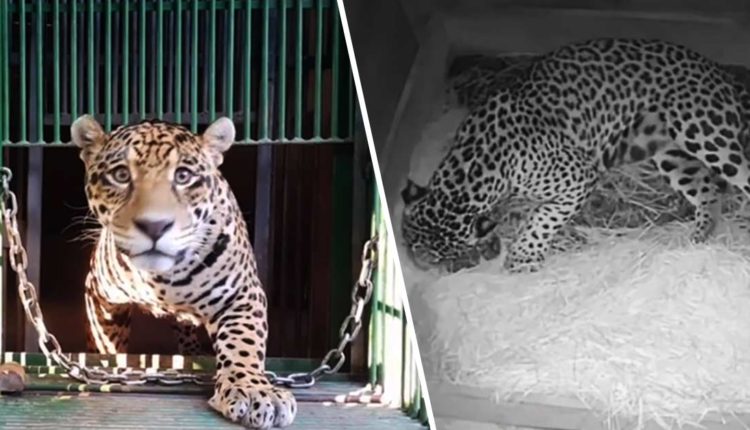 First-ever Jaguar Cub Born by Artificial Insemination Was Eaten By The Mother