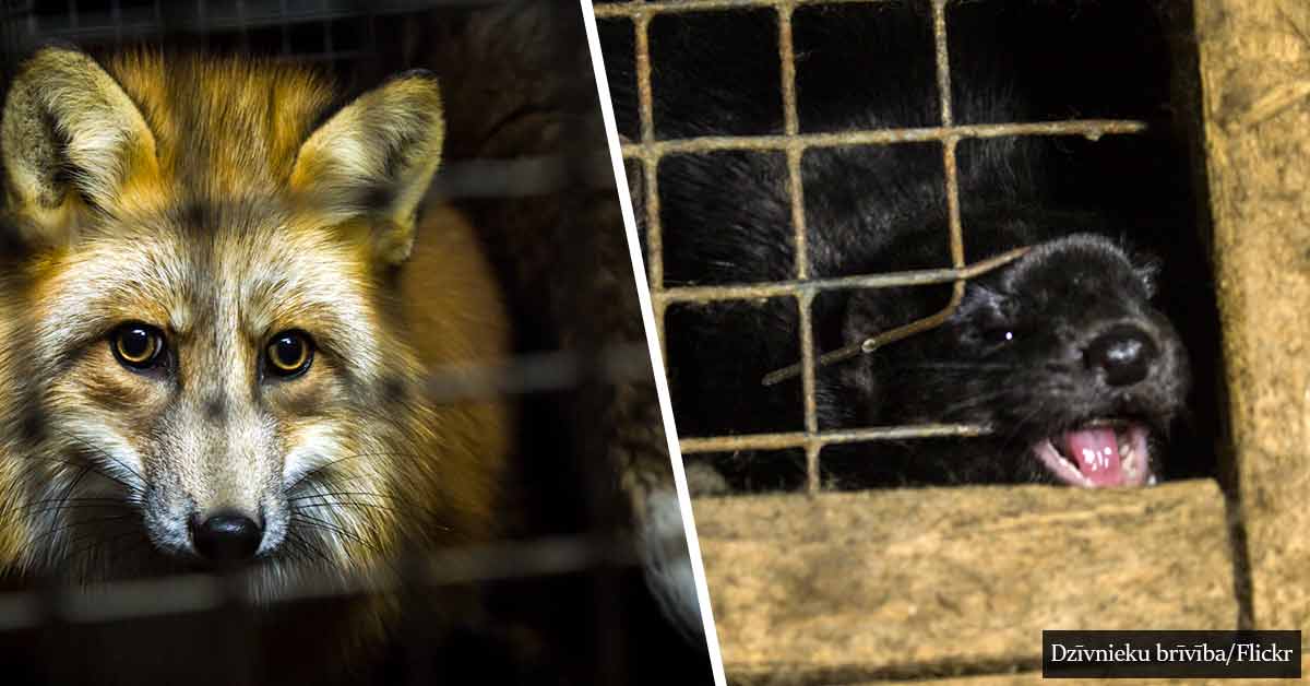 Germany Closes Its Last Fur Farm