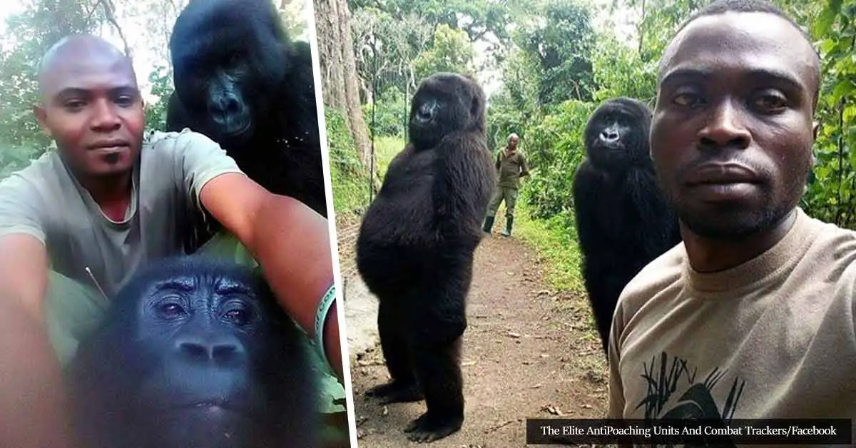 Gorillas Pose For Stunning Selfies With Virunga National Park Anti-Poaching Rangers