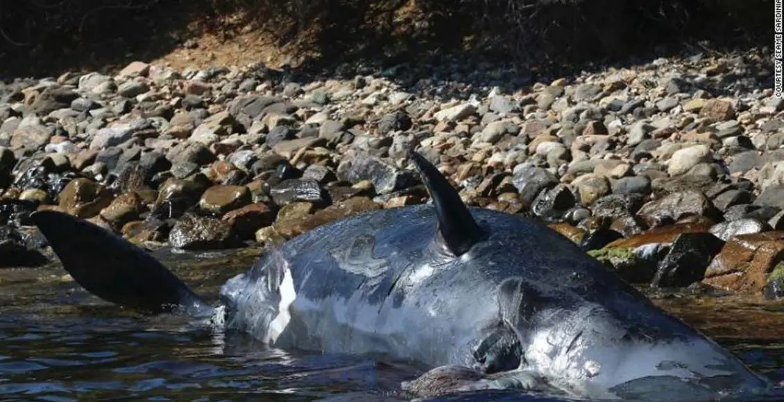 Pregnant Sperm Whale Washes up in Sardinia with 22 Kg of Plastic in Its Belly