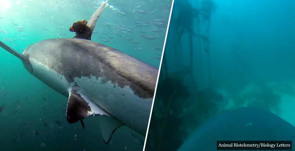 Scientists Mount A Camera On A Hunting Great White Shark And The Footage Is Breath-taking!