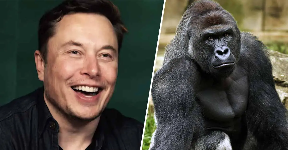 Tesla CEO Musk Sets Internet On Fire With His Rap Song About Harambe