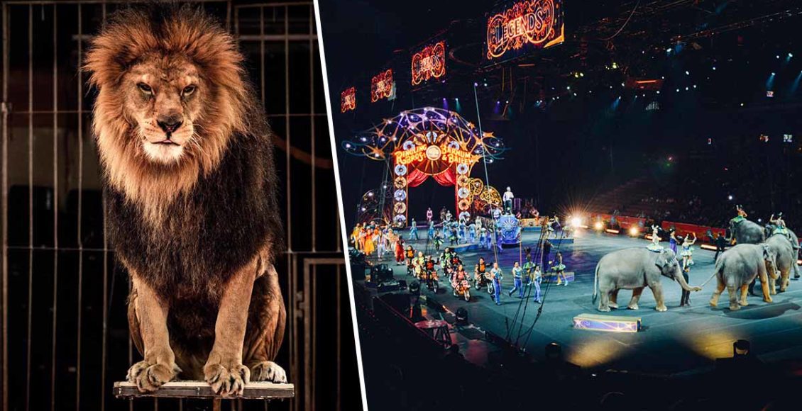 UK Bans Wild Animals’ Performances in Circuses