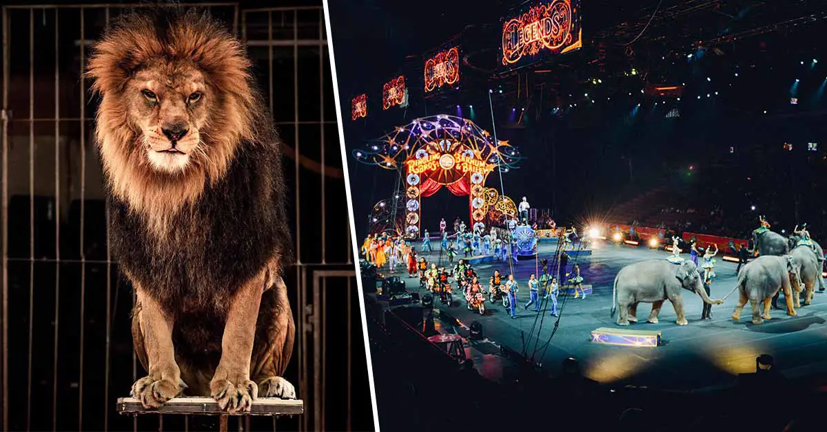 UK Bans Wild Animals’ Performances in Circuses