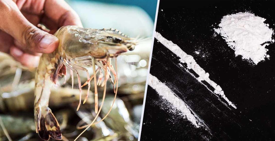 Cocaine And Other Controlled Substances Found In UK Shrimps