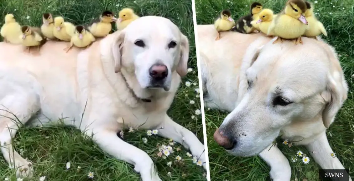 Fred The Labrador Becomes Foster Dad To Six Orphaned Ducklings