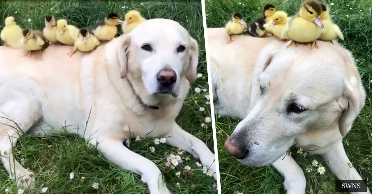 Fred The Labrador Becomes Foster Dad To Six Orphaned Ducklings